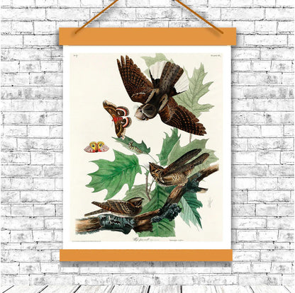 Whip-poor-will by John J. Audubon