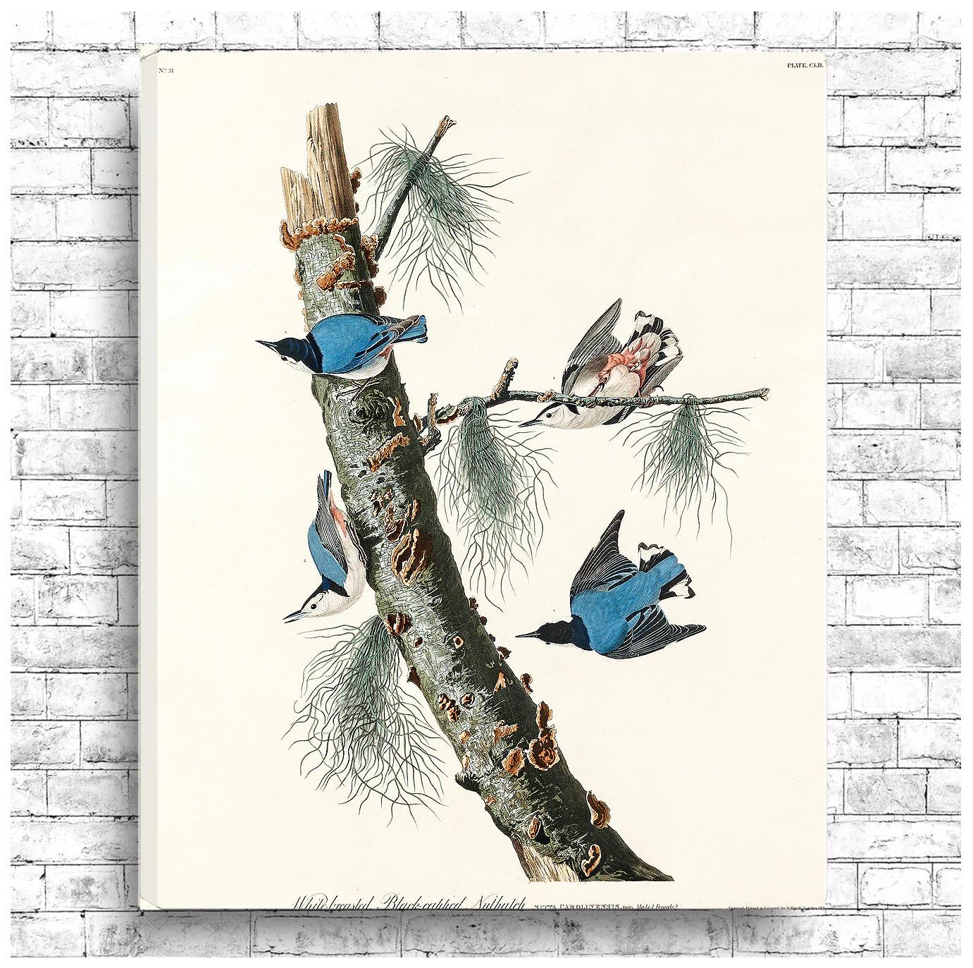 White-breasted Black-capped Nuthatch by John J. Audubon