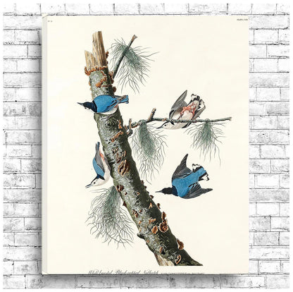 White-breasted Black-capped Nuthatch by John J. Audubon