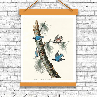 White-breasted Black-capped Nuthatch by John J. Audubon
