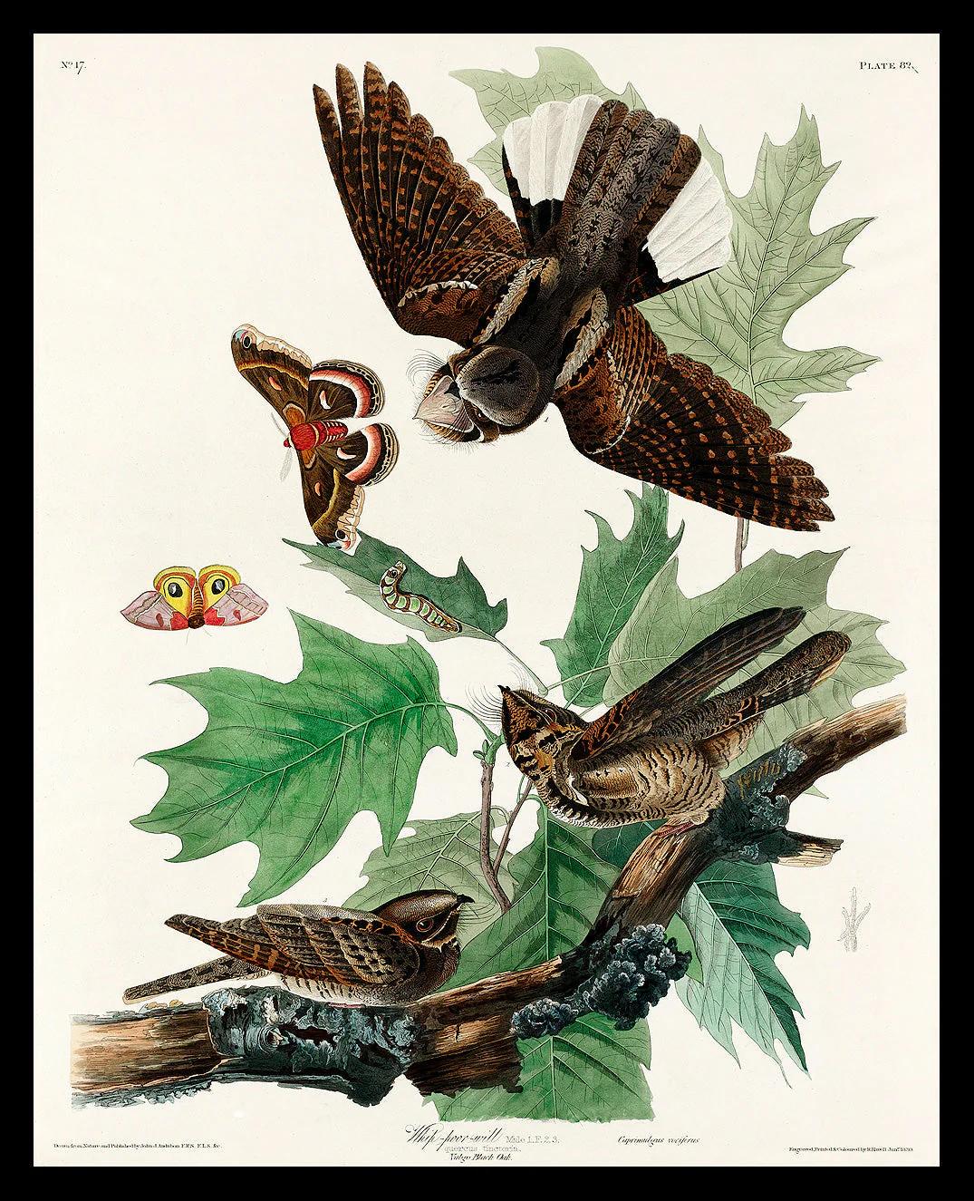 White-breasted Black-capped Nuthatch by John J. Audubon