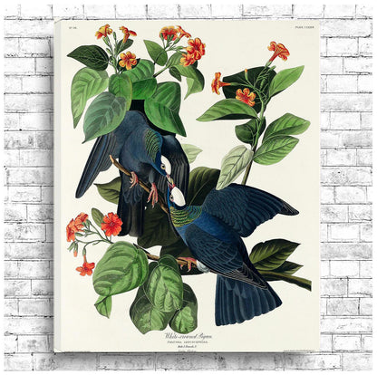 White-crowned Pigeon by John J. Audubon