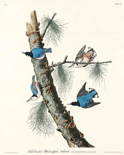 White-crowned Pigeon by John J. Audubon