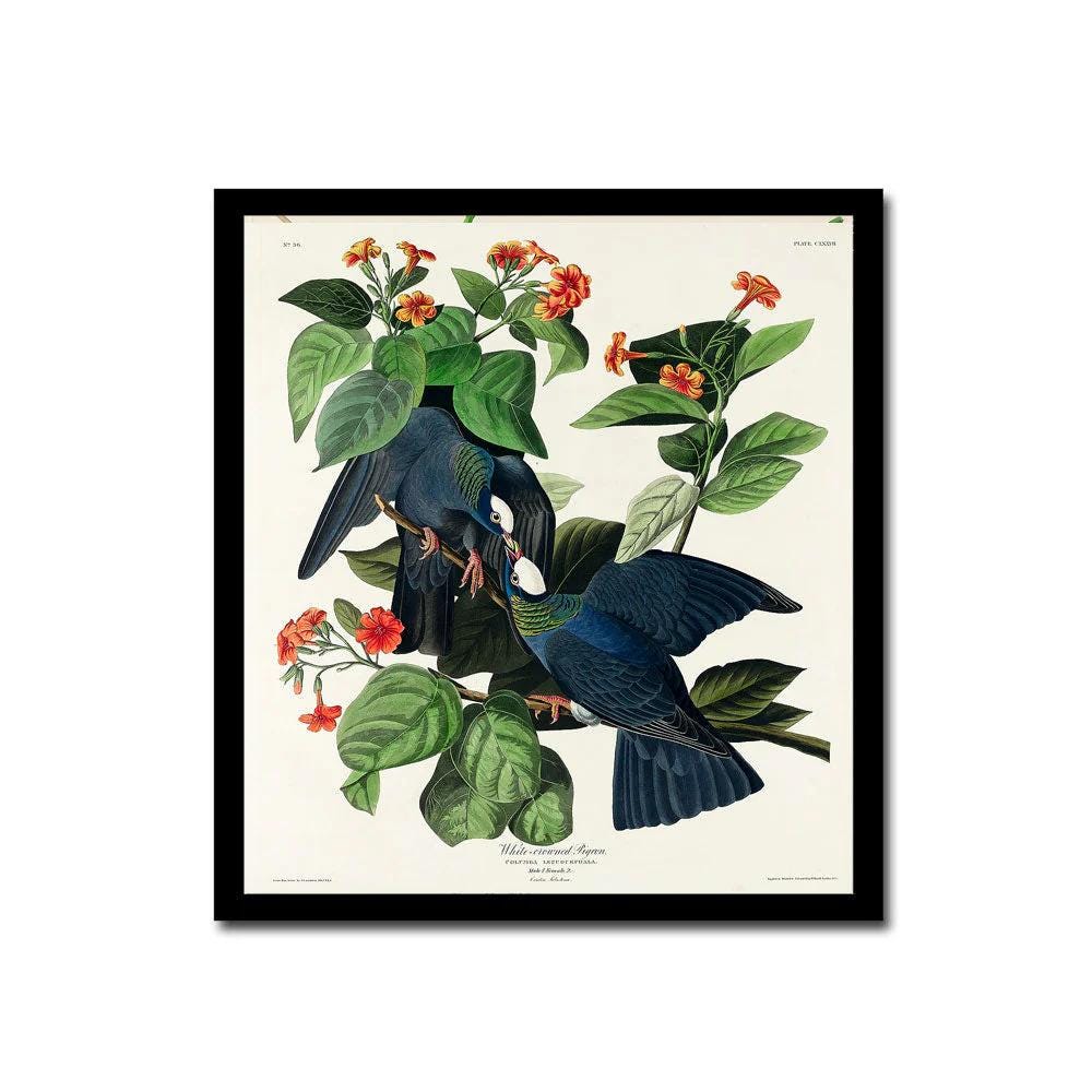Wood Ibiss by John J. Audubon