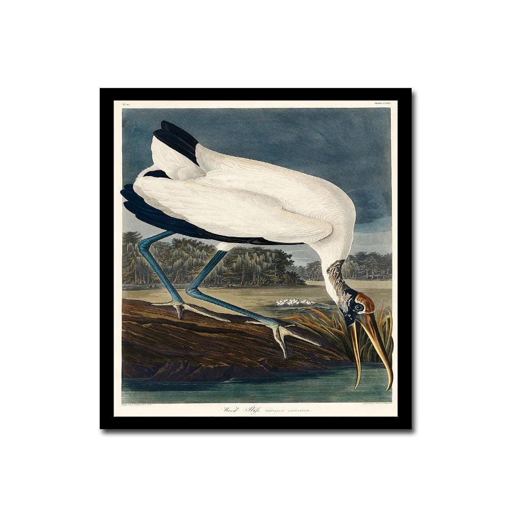 Wood Ibiss by John J. Audubon