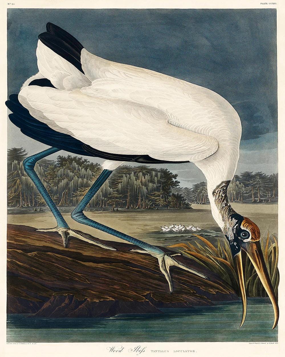Wood Ibiss by John J. Audubon