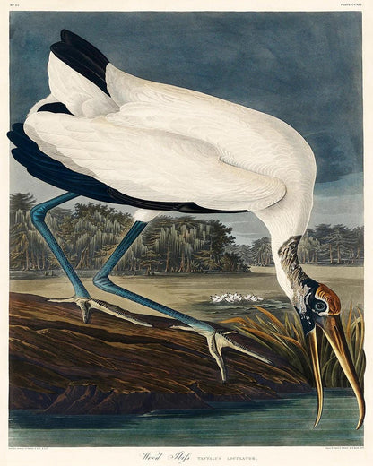Wood Ibiss by John J. Audubon