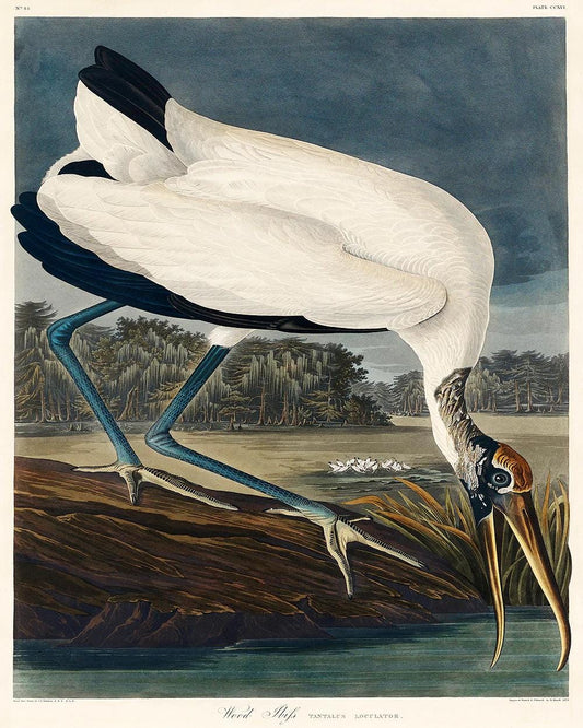 Wood Ibiss by John J. Audubon