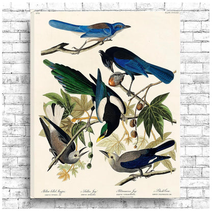 Yellow-Billed Magpie by John J. Audubon