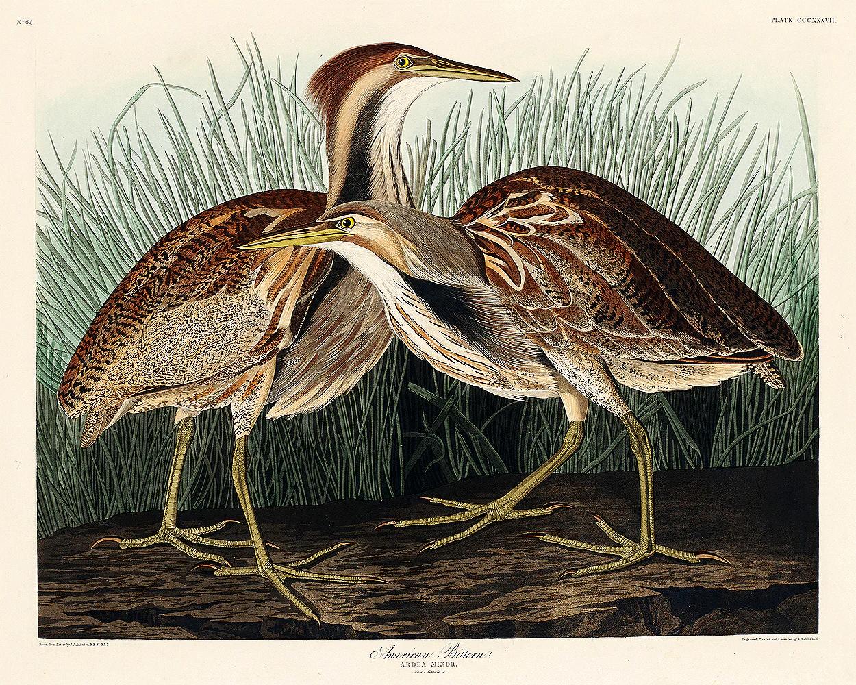 American Bittern by John J. Audubon
