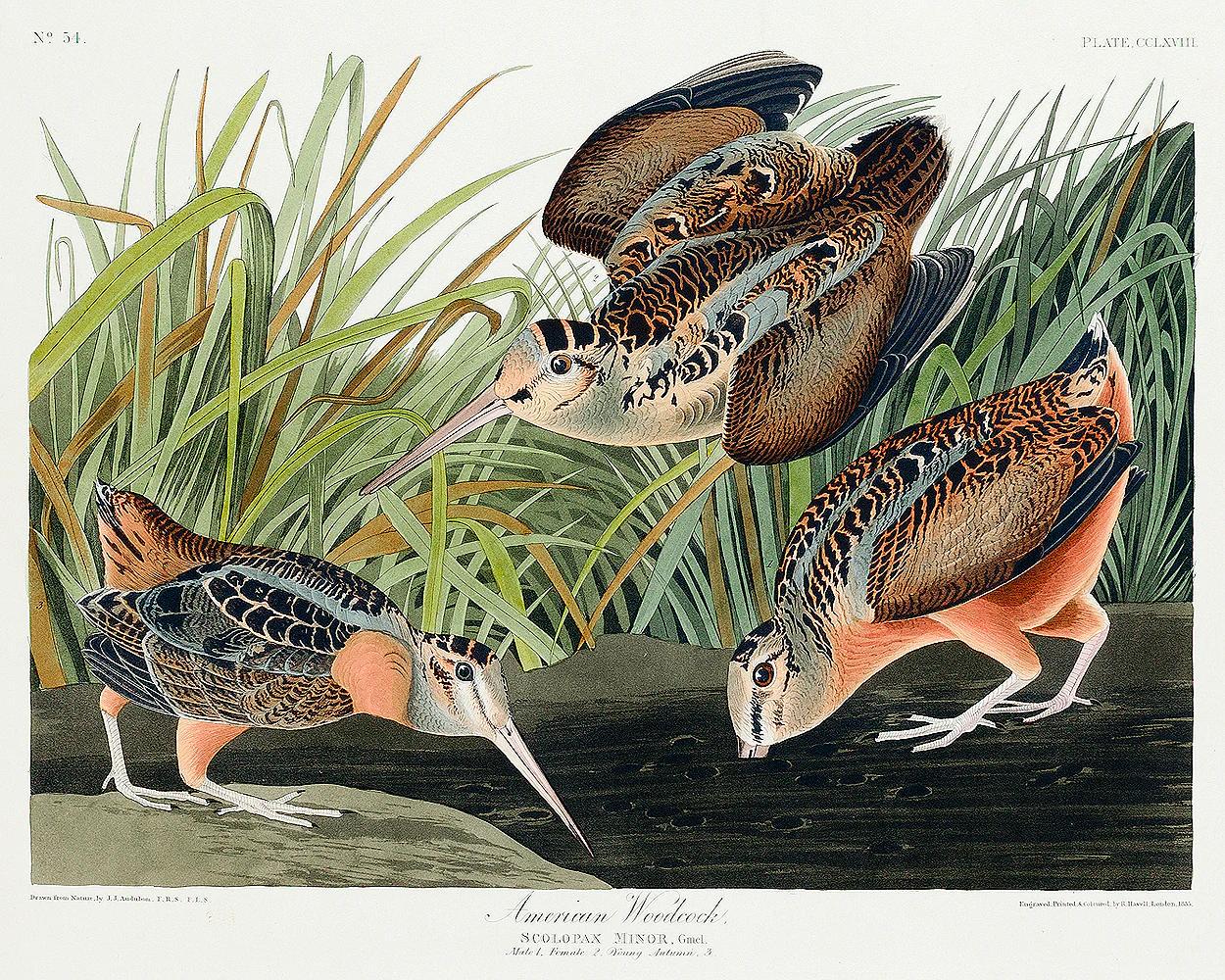 American Woodcock by John J. Audubon