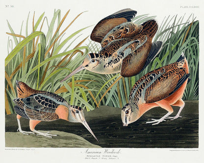 American Woodcock by John J. Audubon