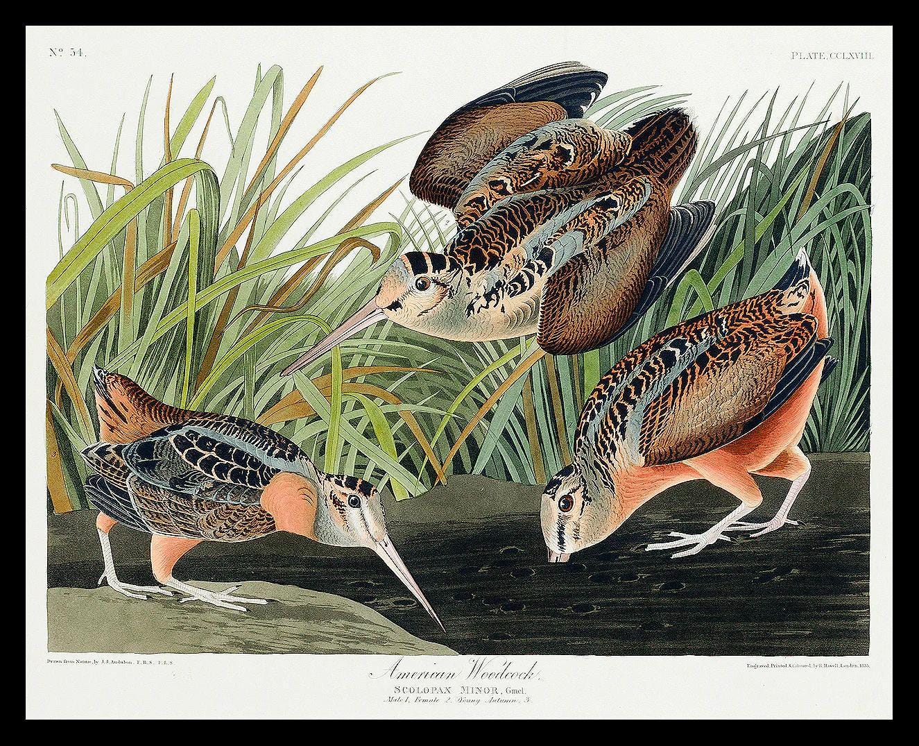 American Woodcock by John J. Audubon