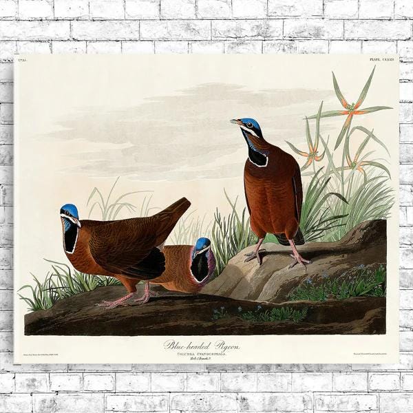 Blue-headed Pigeon by John J. Audubon