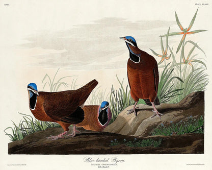 Blue-headed Pigeon by John J. Audubon