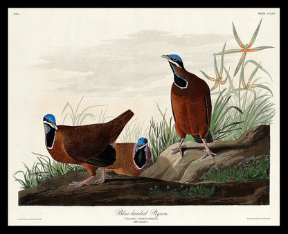 Blue-headed Pigeon by John J. Audubon