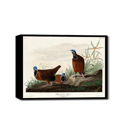 Blue-headed Pigeon by John J. Audubon