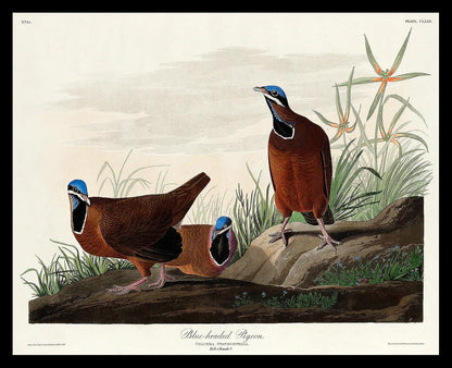Blue-headed Pigeon by John J. Audubon