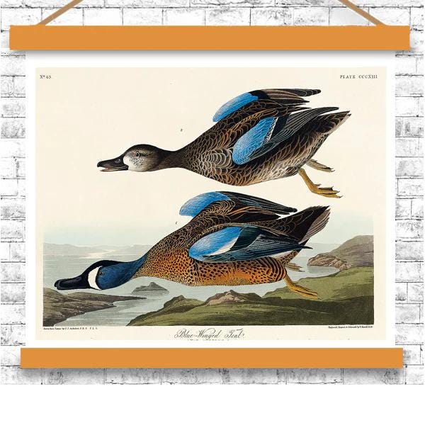 Blue-Winged Teal by John J. Audubon