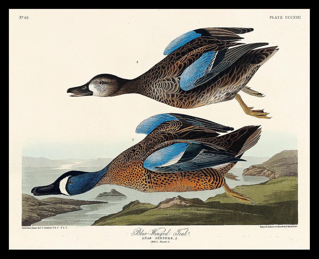 Blue-Winged Teal by John J. Audubon