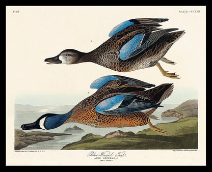 Blue-Winged Teal by John J. Audubon