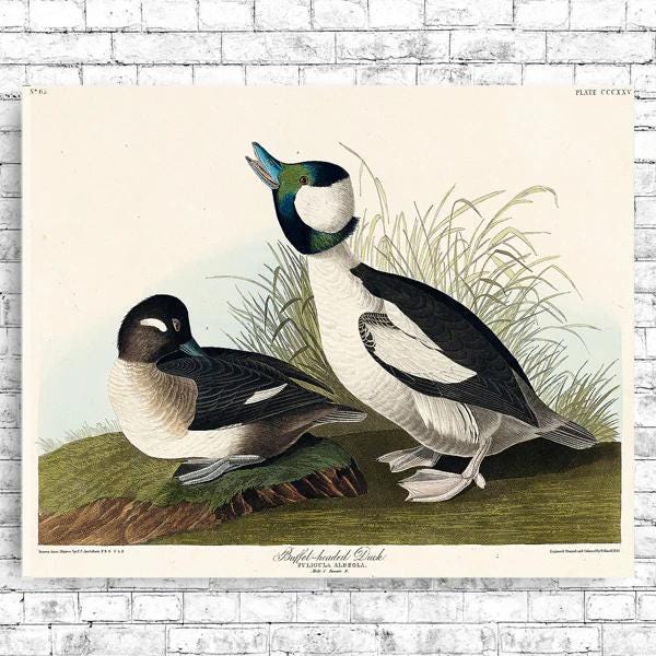 Buffel-headed Duck by John J. Audubon