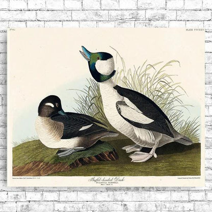 Buffel-headed Duck by John J. Audubon