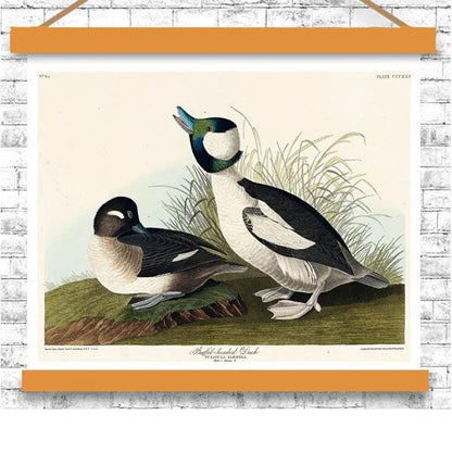 Buffel-headed Duck by John J. Audubon