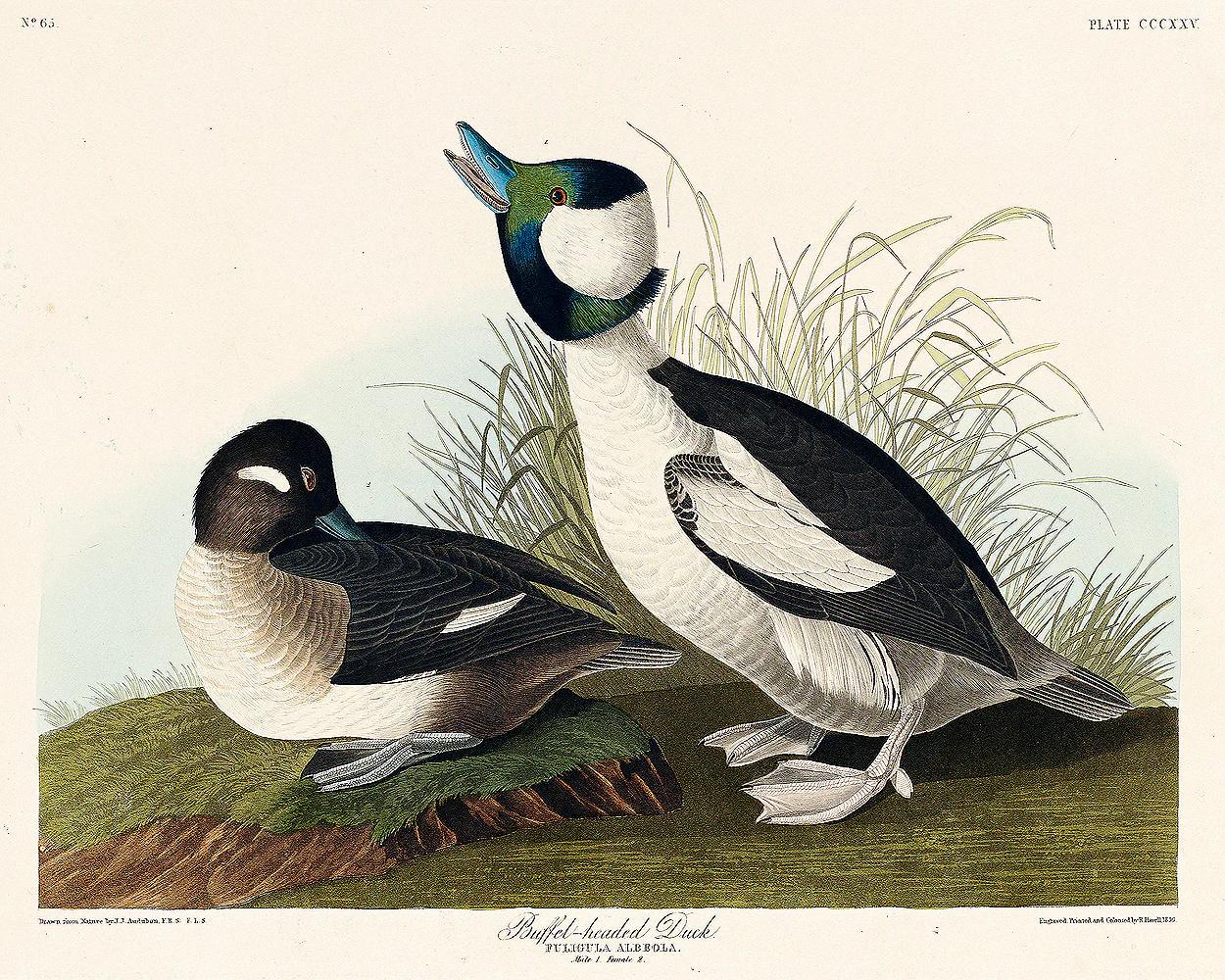 Buffel-headed Duck by John J. Audubon