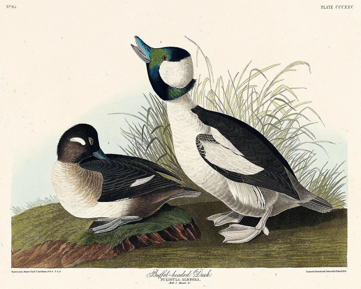 Buffel-headed Duck by John J. Audubon