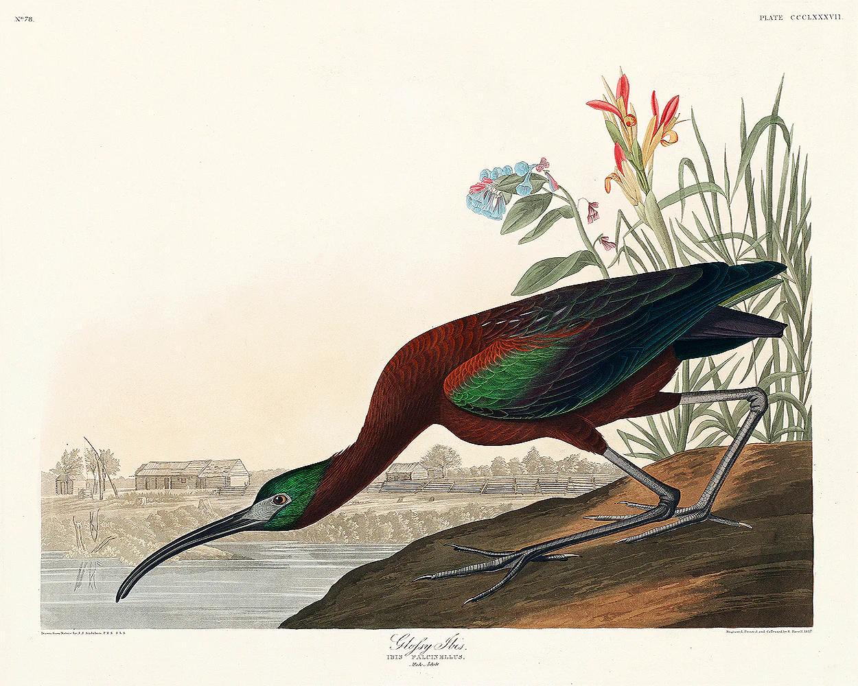 Glossy Ibis by John J. Audubon