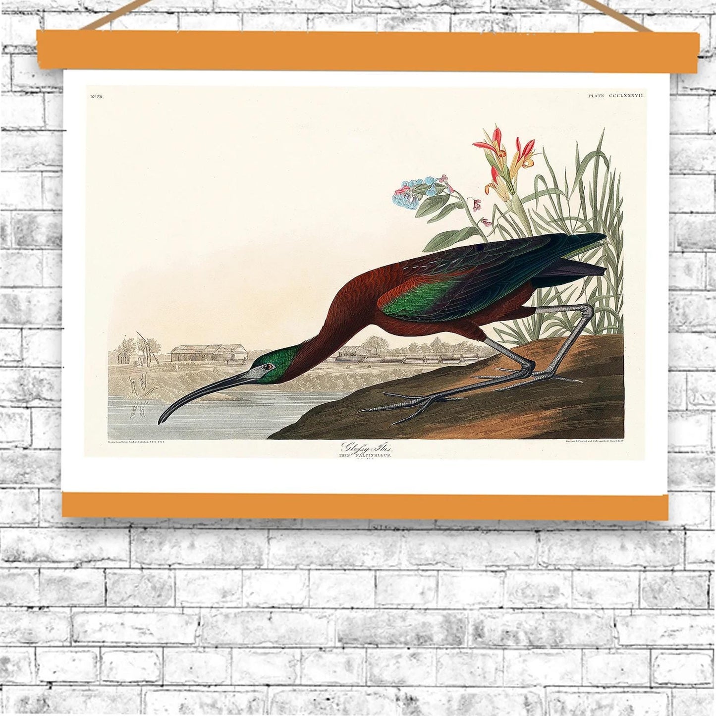 Glossy Ibis by John J. Audubon