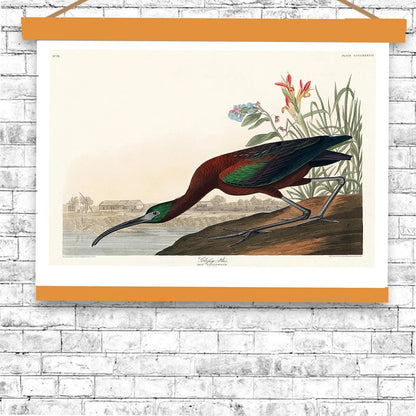 Glossy Ibis by John J. Audubon