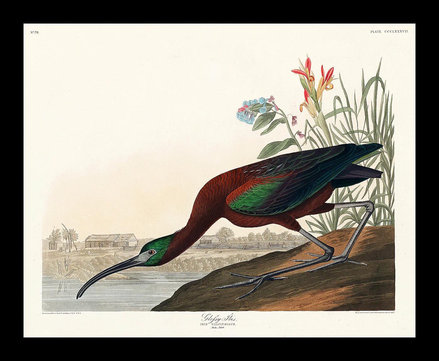 Glossy Ibis by John J. Audubon