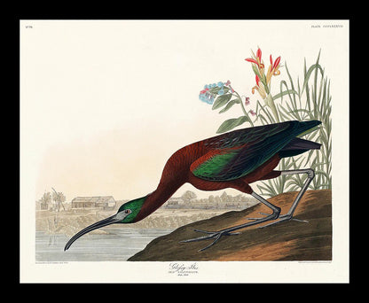 Glossy Ibis by John J. Audubon