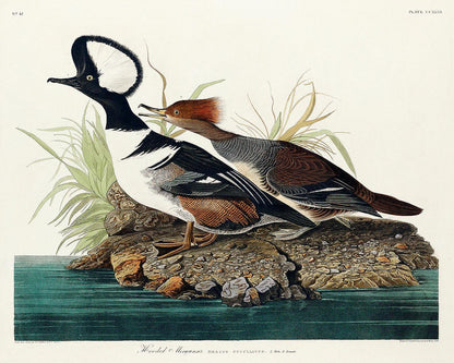 Hooded Merganse by John J. Audubon