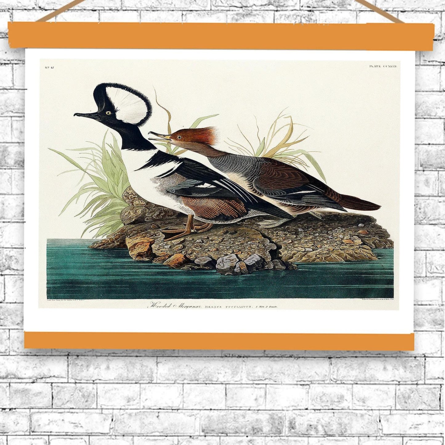 Hooded Merganse by John J. Audubon