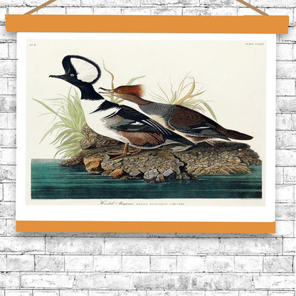 Hooded Merganse by John J. Audubon