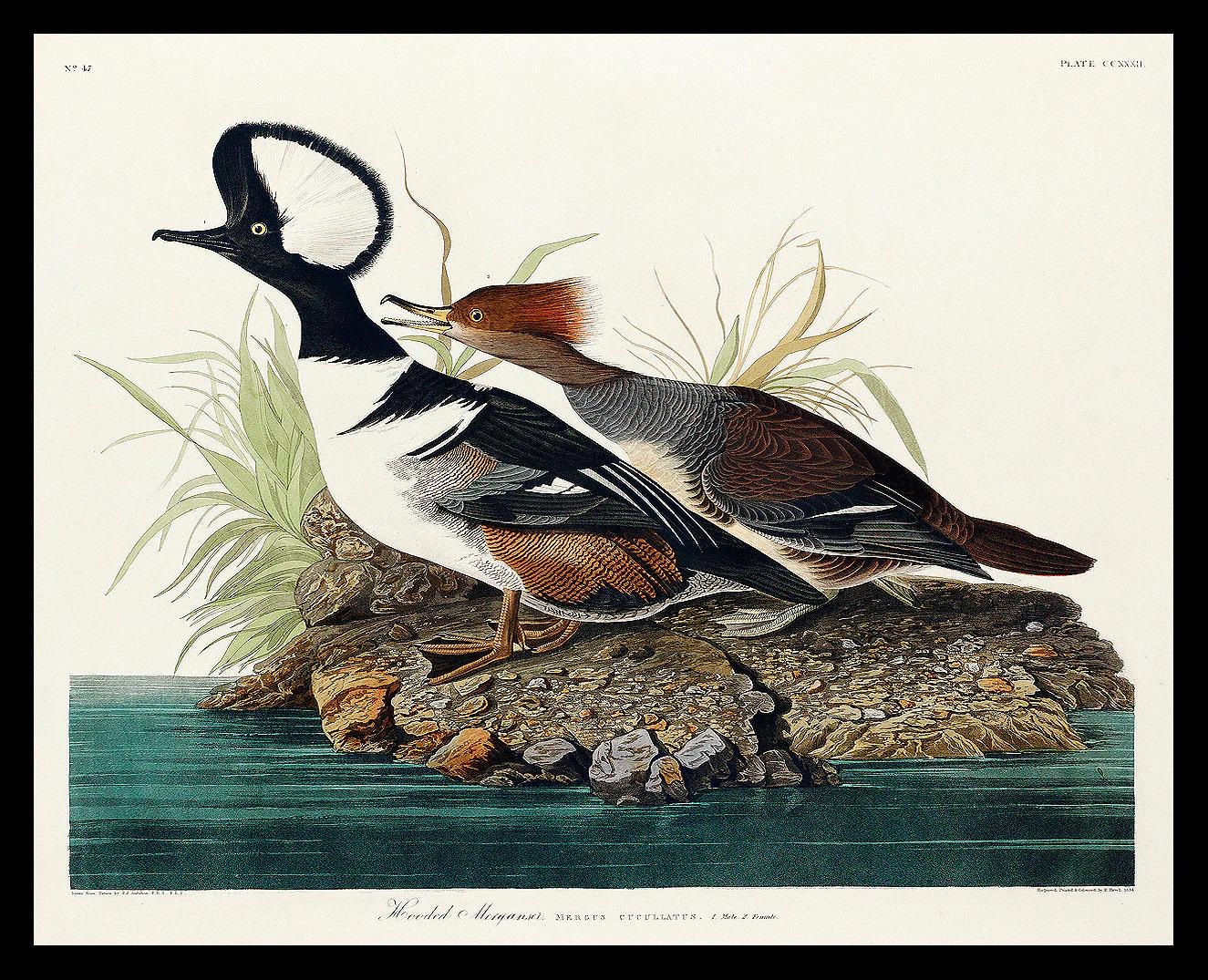 Hooded Merganse by John J. Audubon