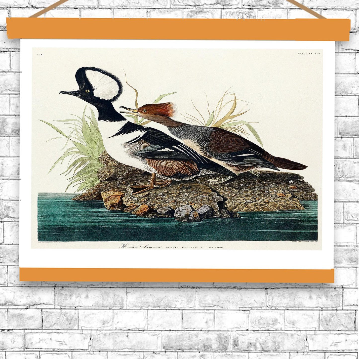 Hooded Merganse by John J. Audubon