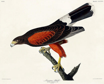Louisiana Hawk by John J. Audubon