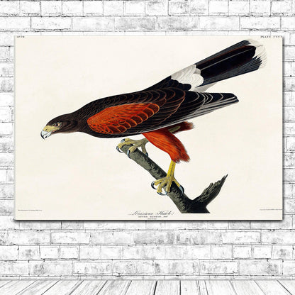 Louisiana Hawk by John J. Audubon