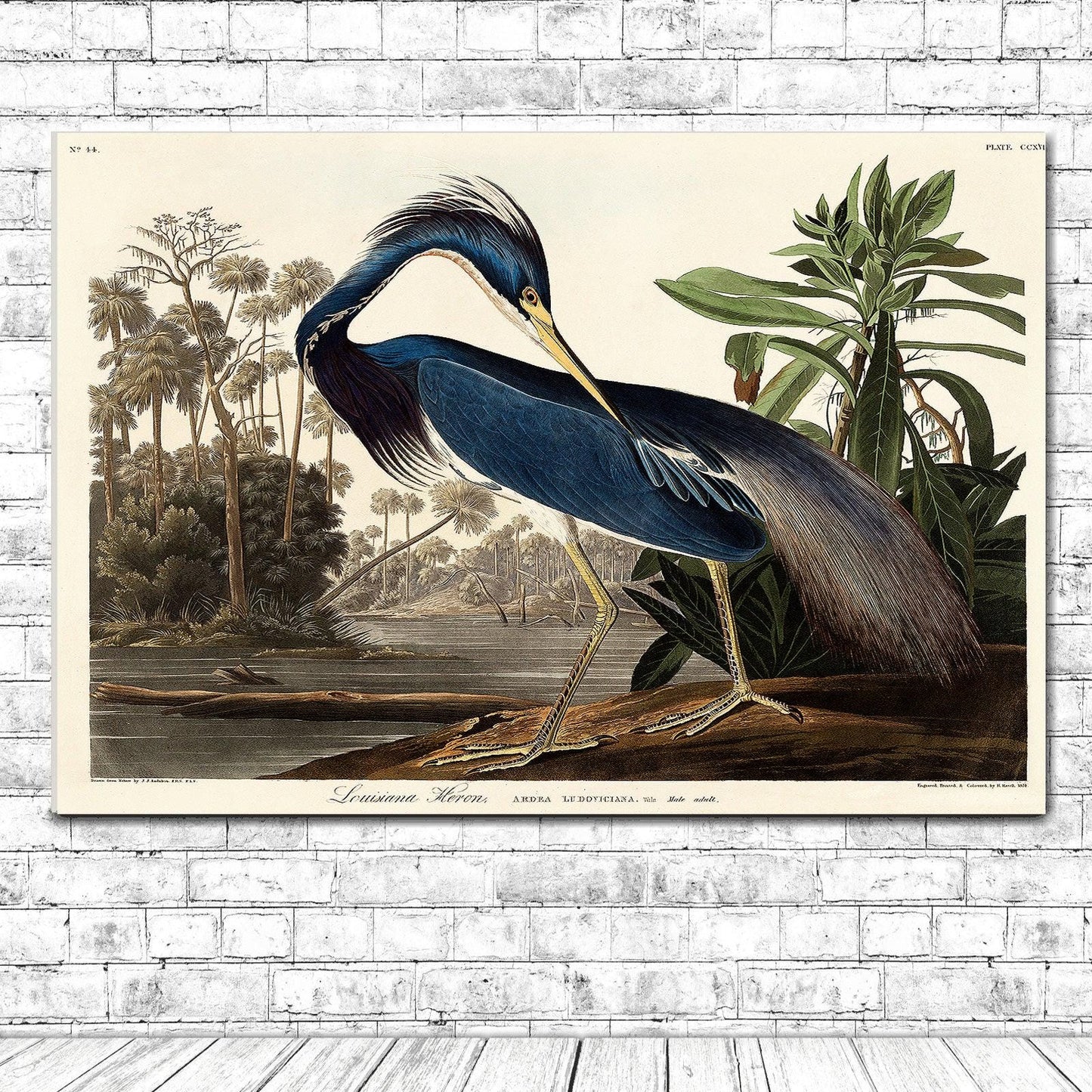 Louisiana Heron by John J. Audubon