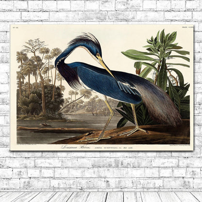 Louisiana Heron by John J. Audubon
