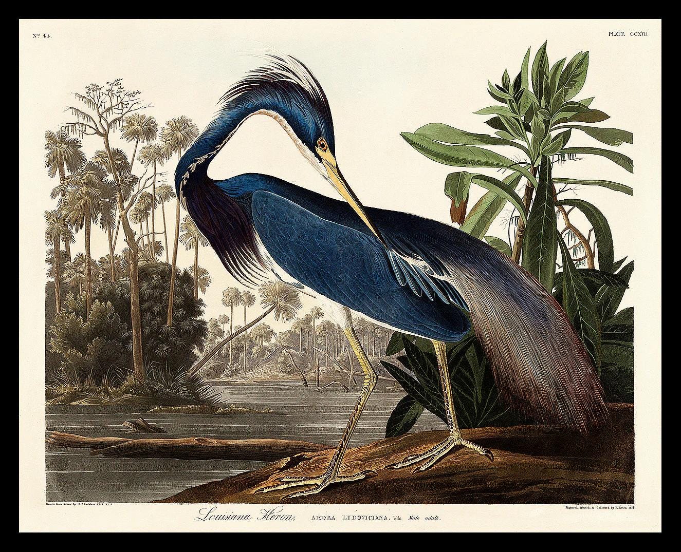 Louisiana Heron by John J. Audubon