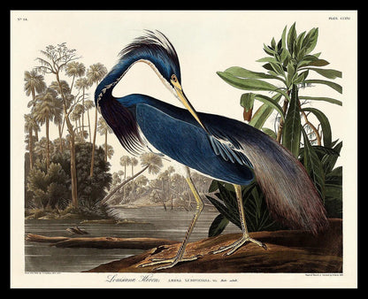 Louisiana Heron by John J. Audubon