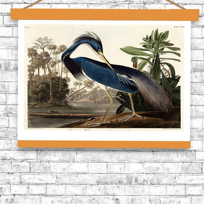 Louisiana Heron by John J. Audubon