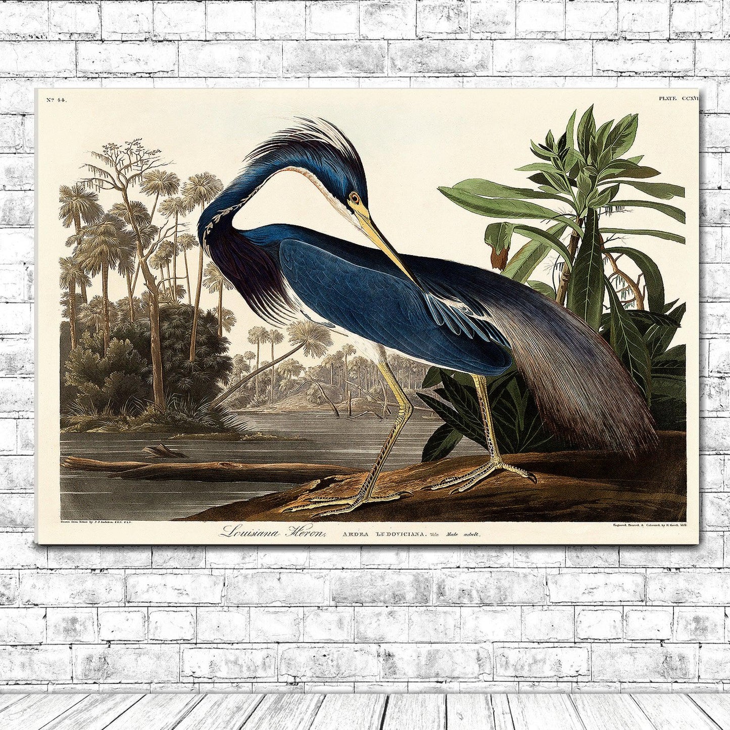 Louisiana Heron by John J. Audubon