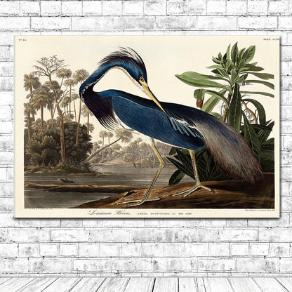 Louisiana Heron by John J. Audubon