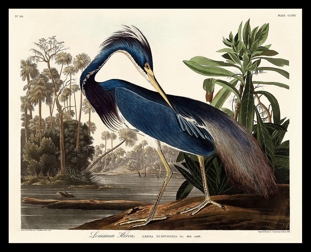 Louisiana Heron by John J. Audubon